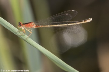 DSC06634-001