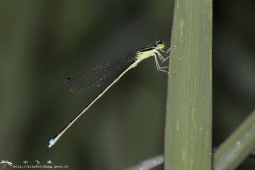 DSC07981-001