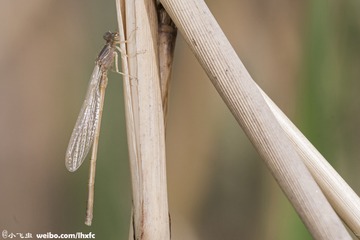 DSC06645-001