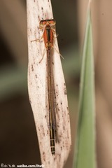 DSC06610-001