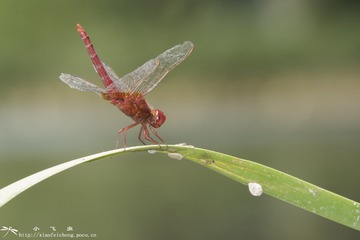 DSC08687-001