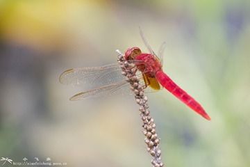 DSC00975-001