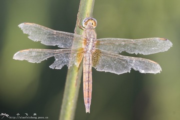 DSC00895-001