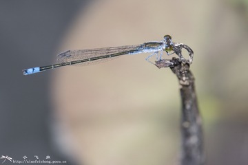 DSC00964-001