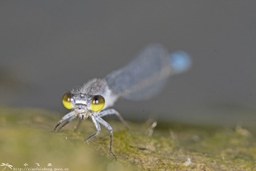 DSC07469-001