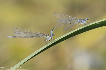 DSC07027-001