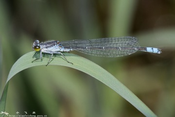 DSC07037-001