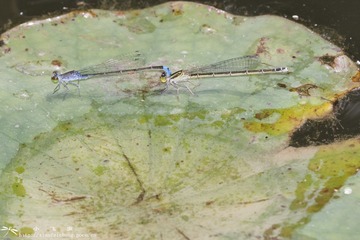 DSC08442-001