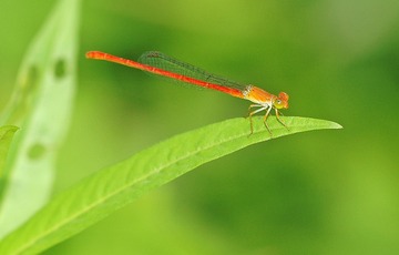 DSC_6580-w
