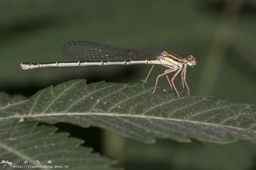 DSC08575-001