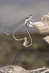 DSC08648-001