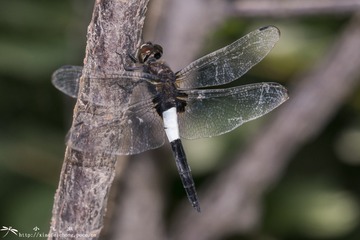 DSC08725-001