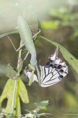 DSC07577-001