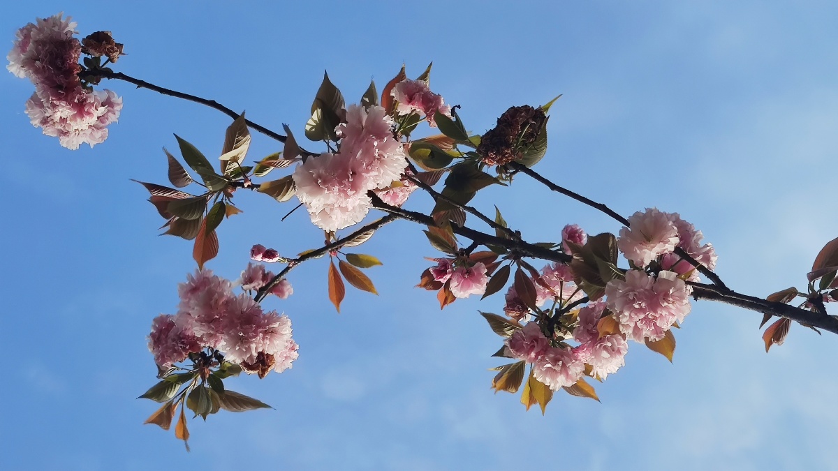 春天的樱花绽放多好看啊弥漫着春的消息
