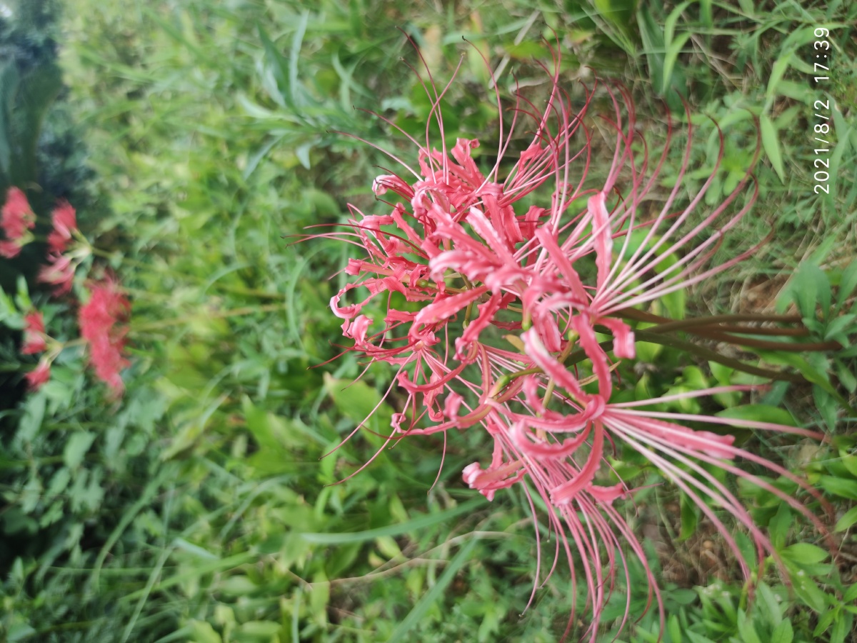 彼岸花,黄泉路上的彼岸花. - 河流680 - 图虫