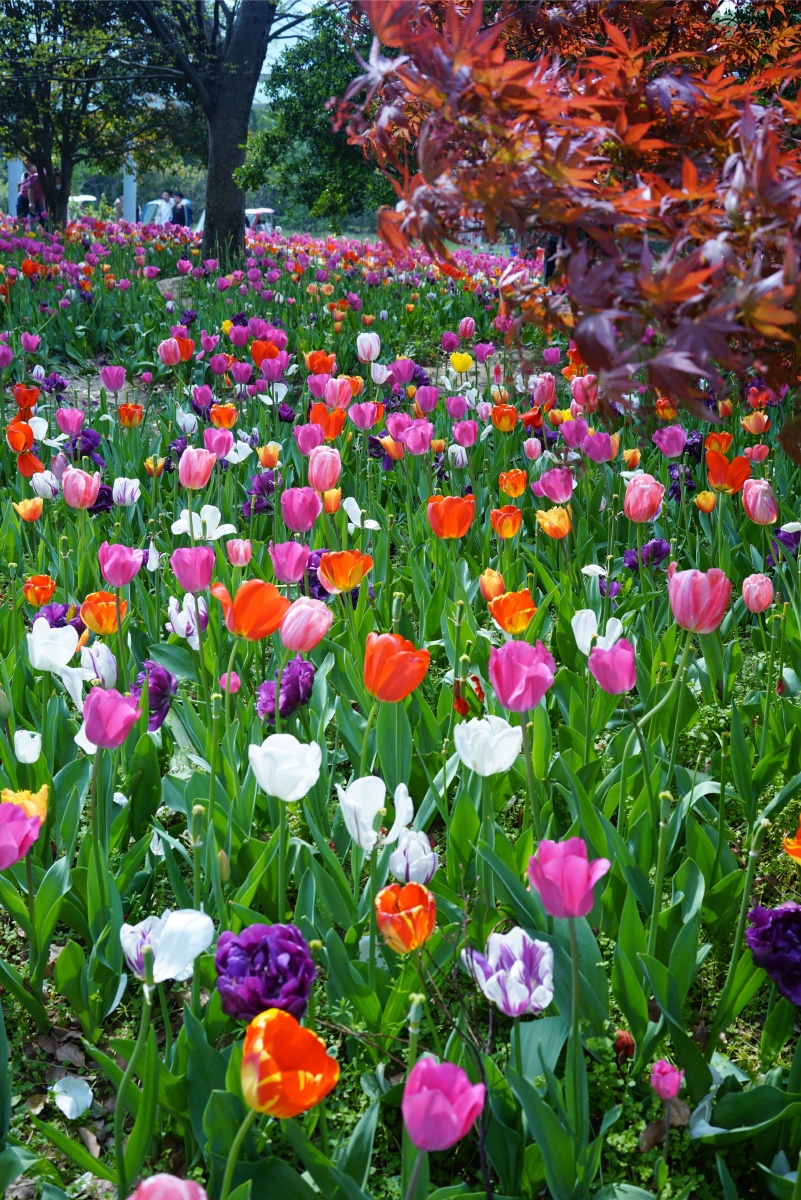 春天公园遇见可爱的人