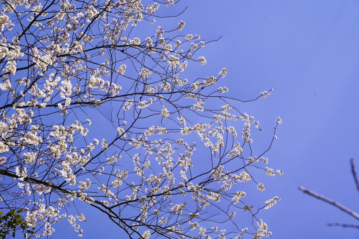 云淡风轻近午天傍花随柳过前川时人不识余心乐将谓偷闲学少年