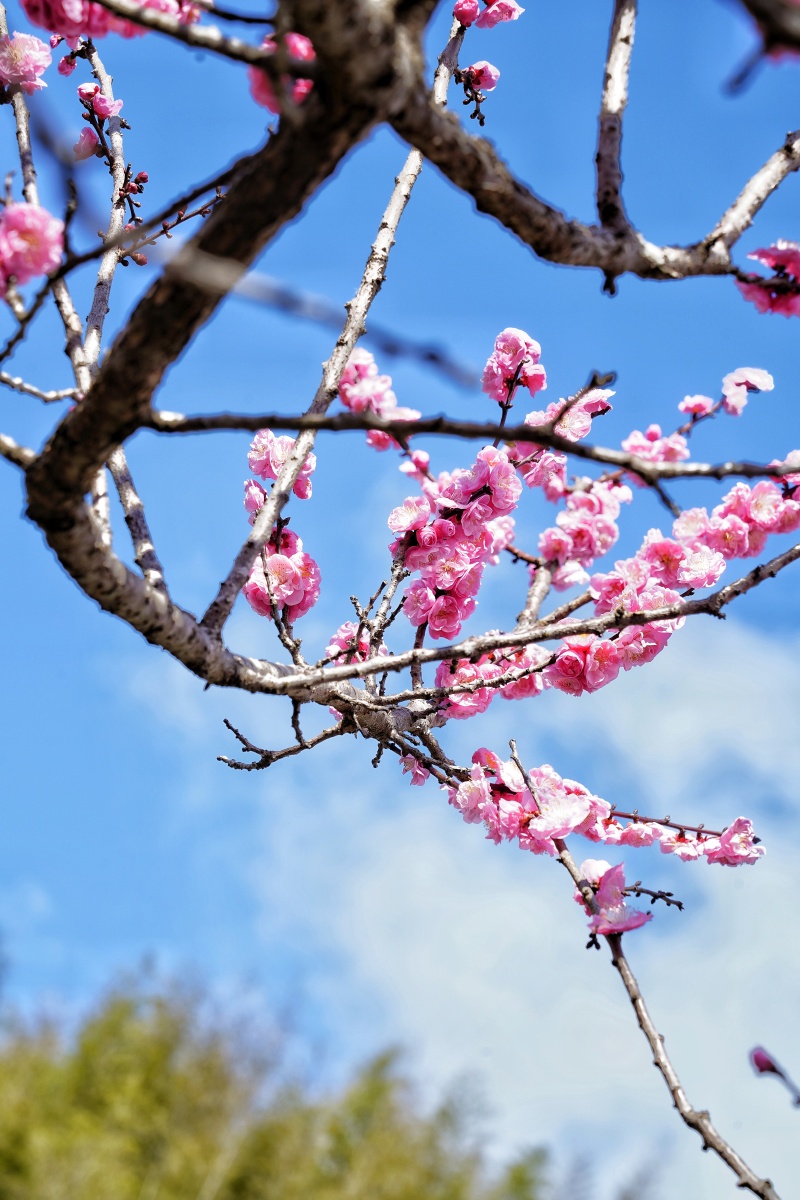 云淡风轻近午天傍花随柳过前川时人不识余心乐将谓偷闲学少年