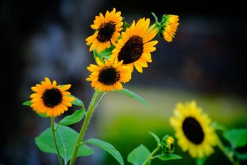 5500A6A7-26FC-43EF-88C2-D1FB306DF31C/L0/001
