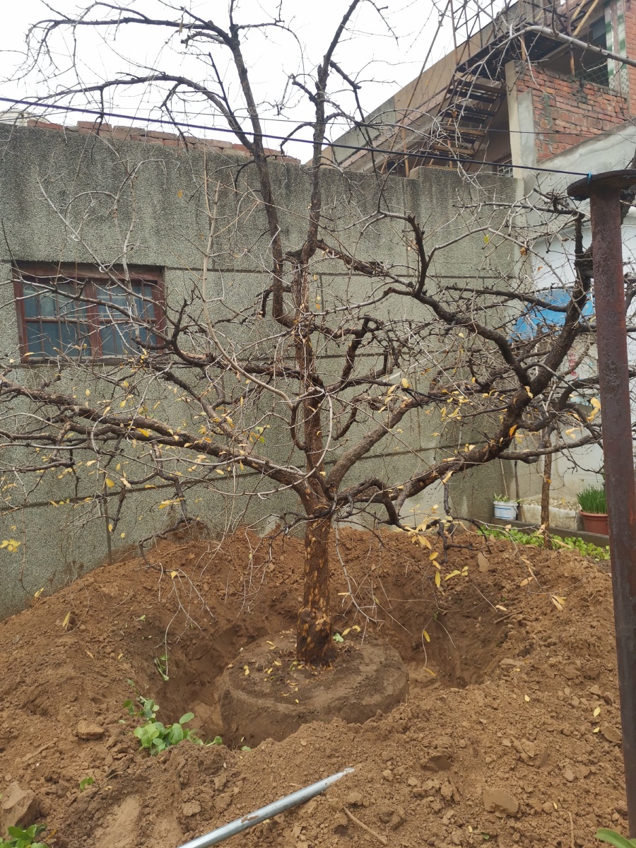 突尼斯软子石榴树,精品独杆石榴老树,别墅庭院,盆景.