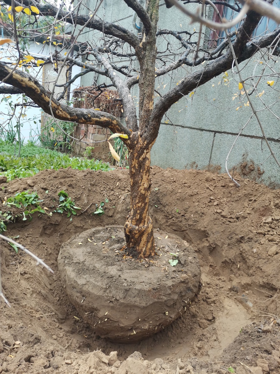 突尼斯软子石榴树,精品独杆石榴老树,别墅庭院,盆景.