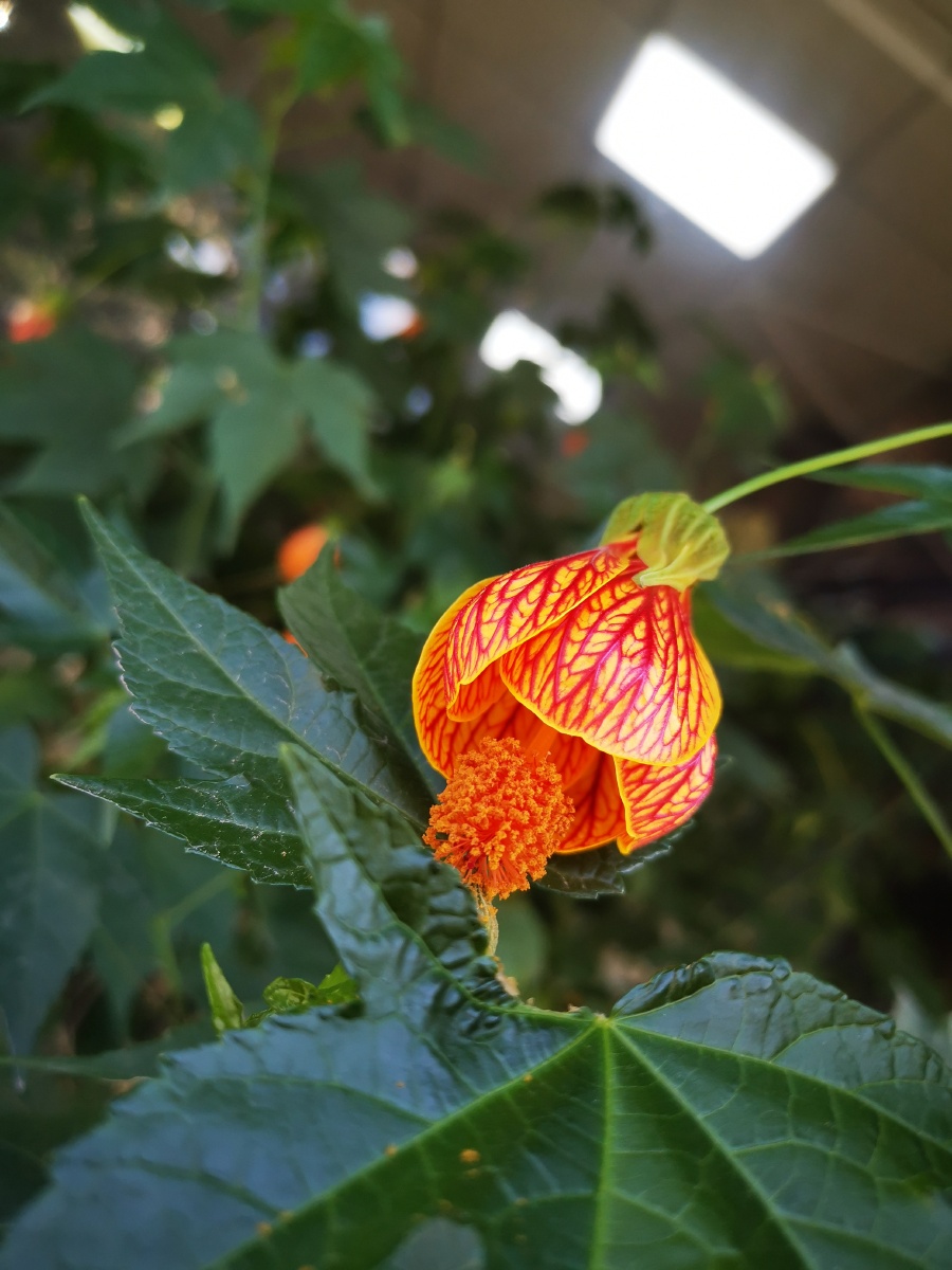 我的美只为你绽放 - 蓝齐儿455 - 图虫