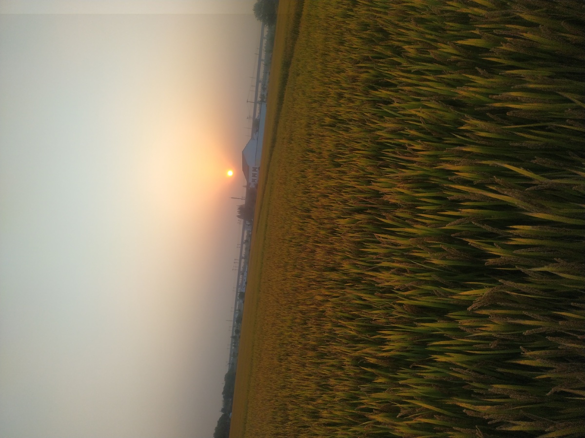 早晨的太阳真明媚,你不努力你靠谁?