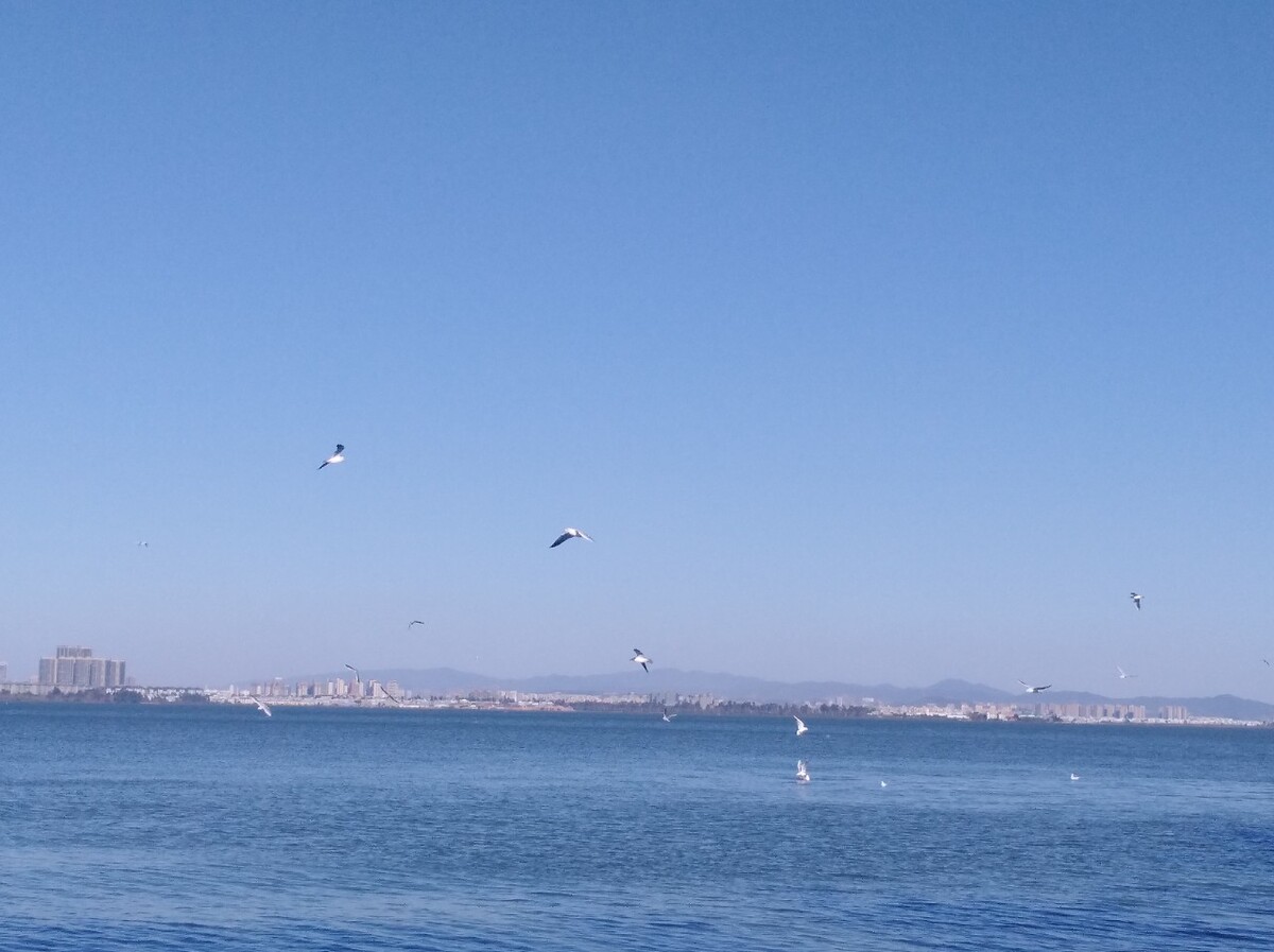 碧海蓝天，任鸟飞