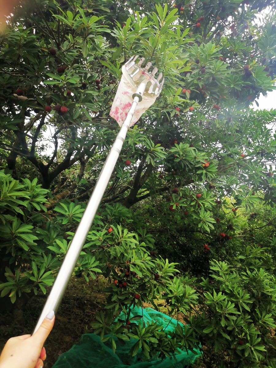 摘杨梅的神器上场了040404杨梅自由的一天000000