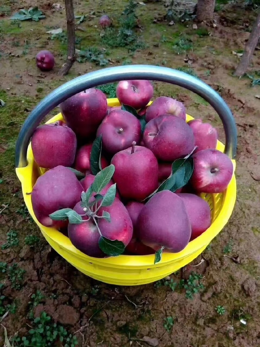 我的家乡特产,甘肃礼县花牛苹果!