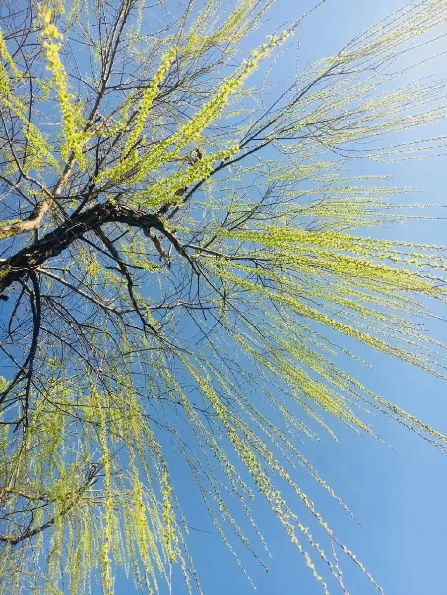 今日入春之照片