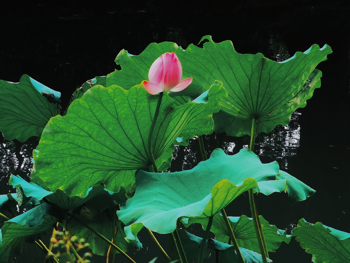 毕竟西湖六月中风光不与四时同接天莲叶无穷碧映日荷花别样红