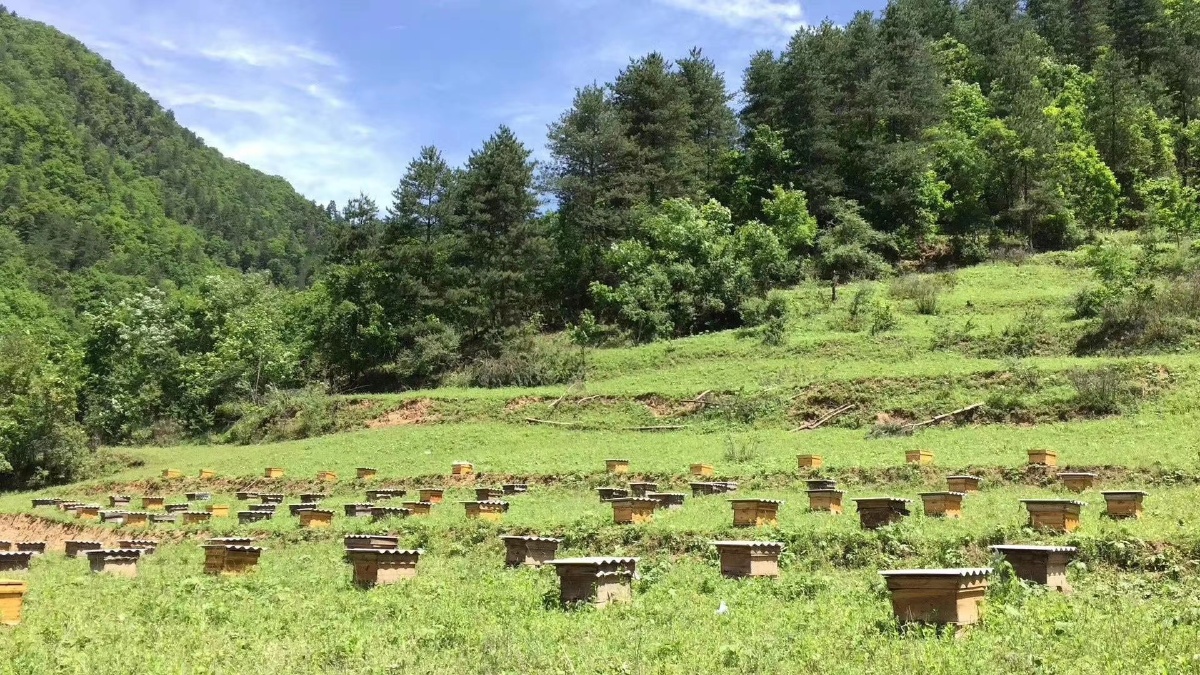 他本书苗木基地