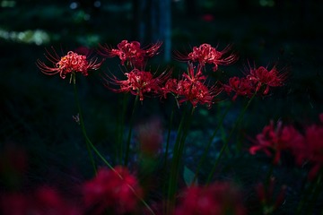 0C3FFC41-FD3D-4DB8-A2C2-63816E77F8DD/L0/001