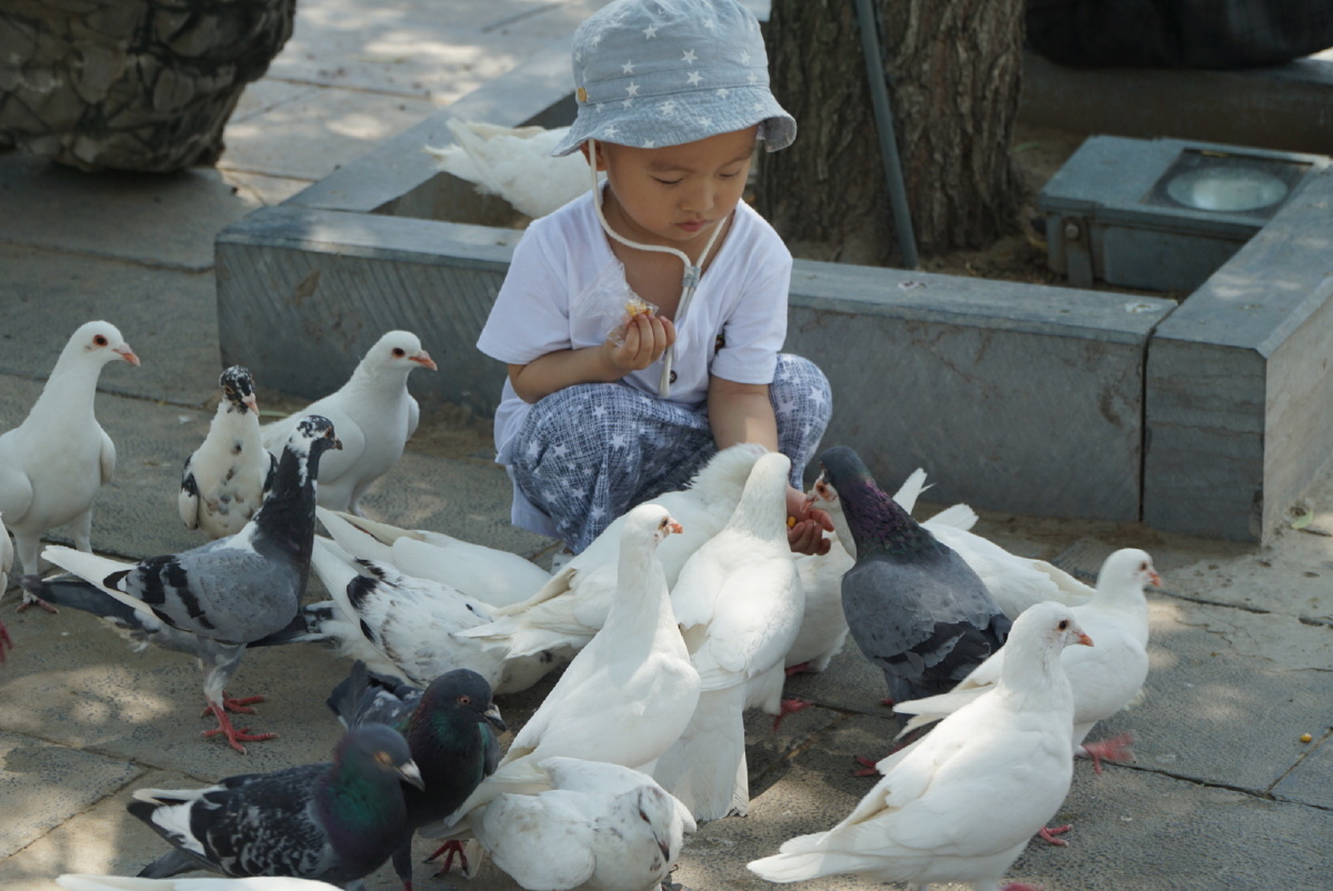 喂鸽子的小孩儿