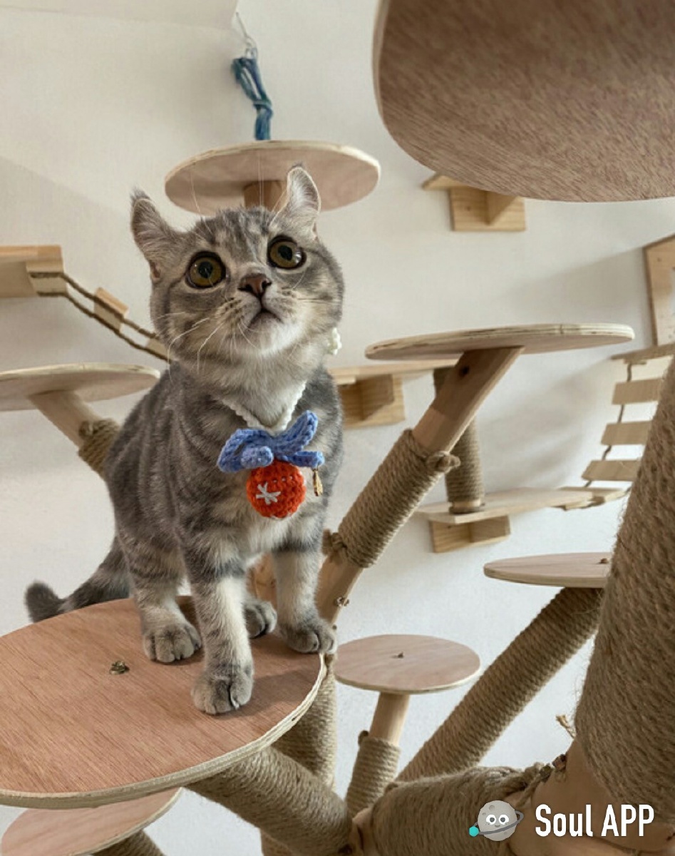 照片是我拍的猫是别人家的又下角的软件叫soul