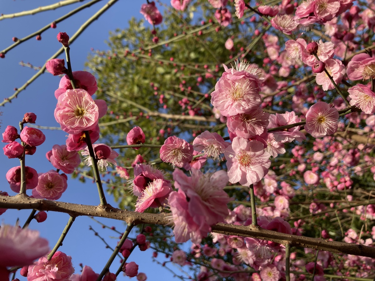 路绿地清林湾小区的梅花已然绽放花开争艳似乎在盼着春天的到来龚国荣
