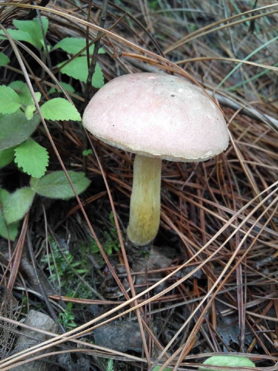 1/1我相机里的祖国大好河山毒菌蘑菰食用牛肝菌属接地#草坪雨一直下