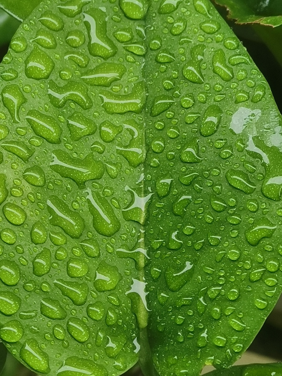 给我一点绿,我的眼前一遍光明