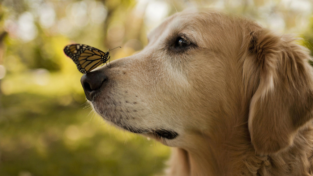 狗蝴蝶