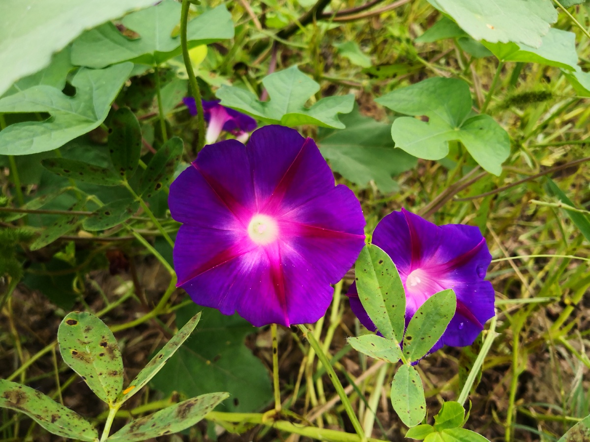 喇叭花也叫夕颜花