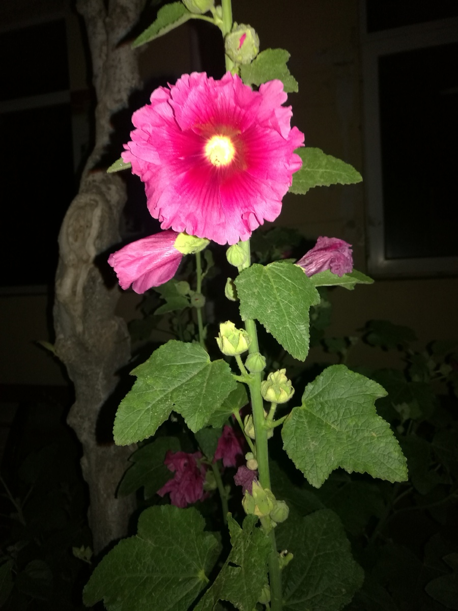 凌晨一点秫秸花