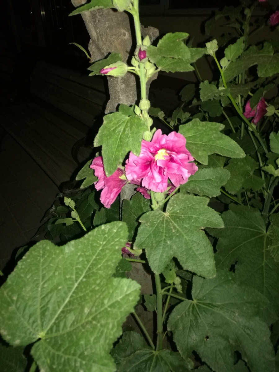 凌晨一点秫秸花