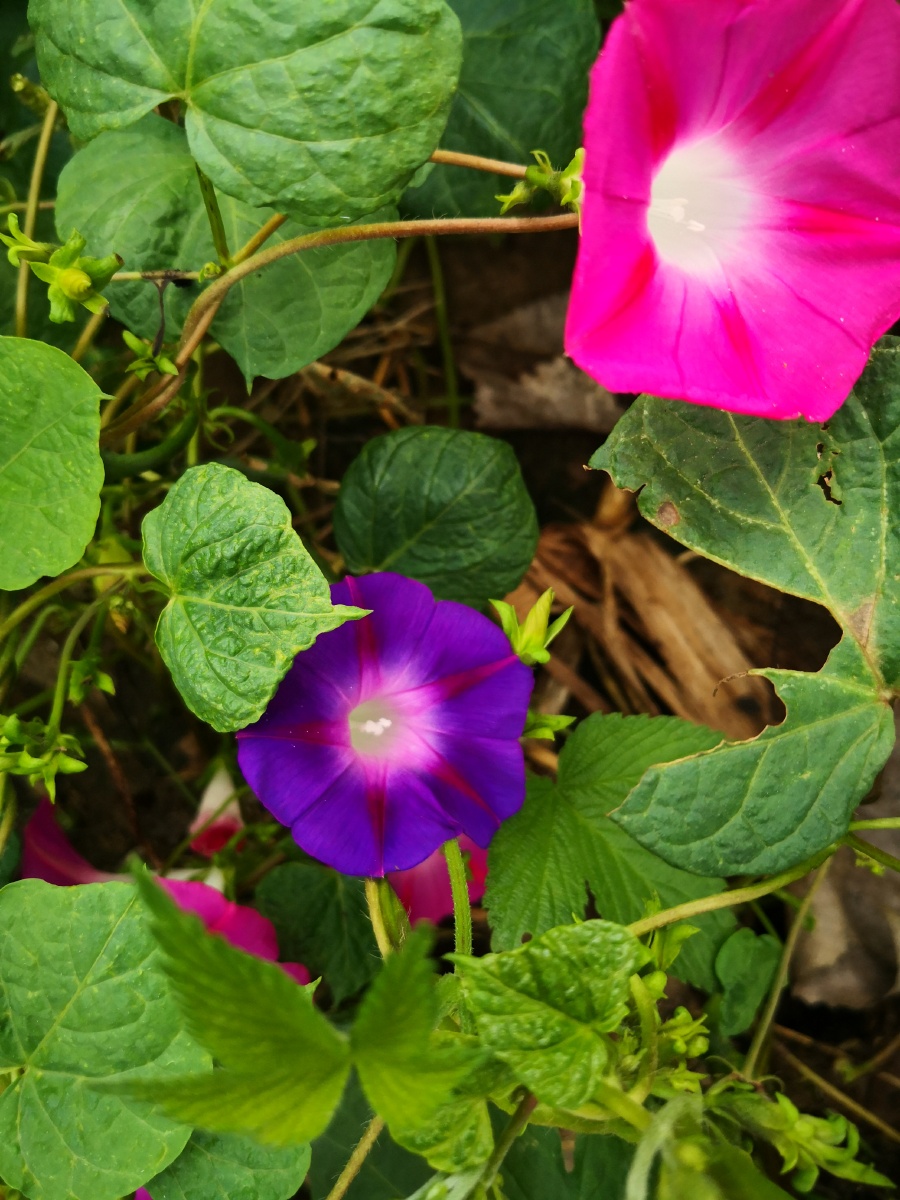 喇叭花~夕颜花~一红一紫挺相宜! - 绿精灵168 - 图虫