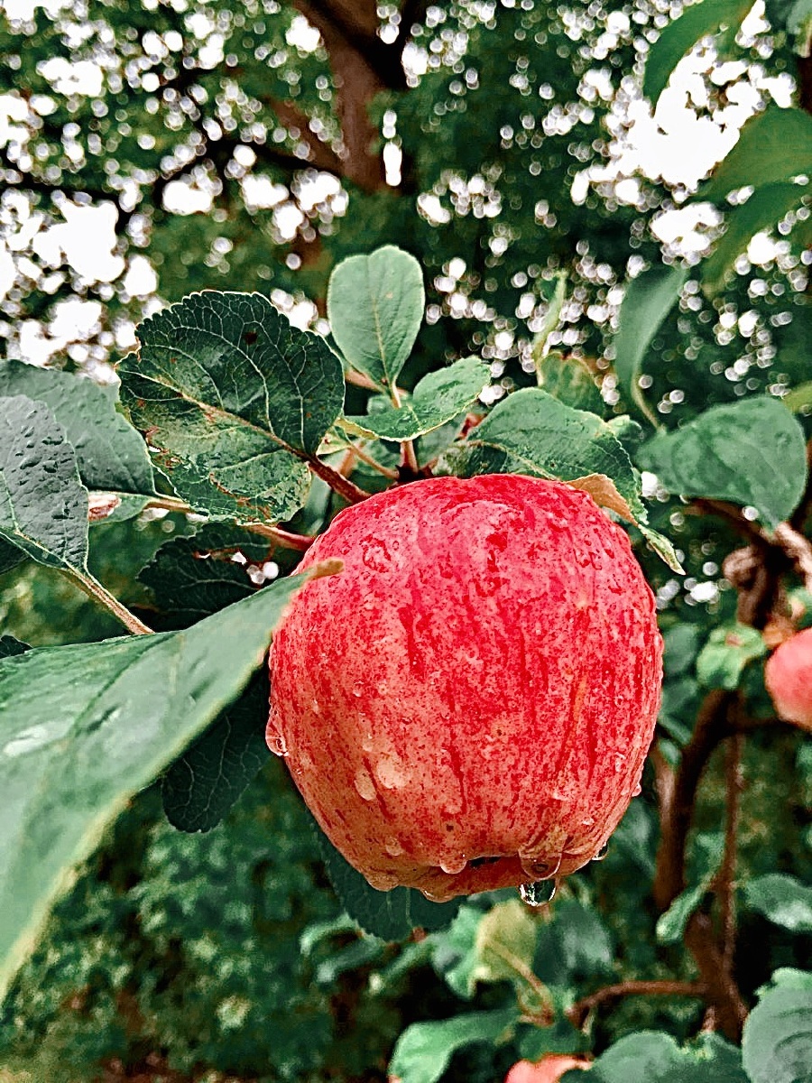 雨中果2015年摄于芬兰