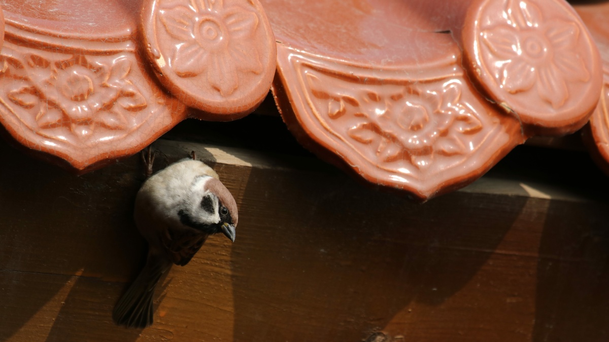 麻雀屋檐下倒卷帘的麻雀74