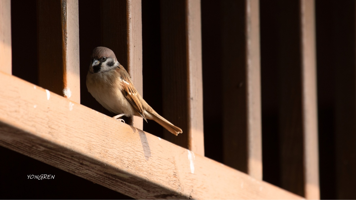 麻雀静卧屋檐下117
