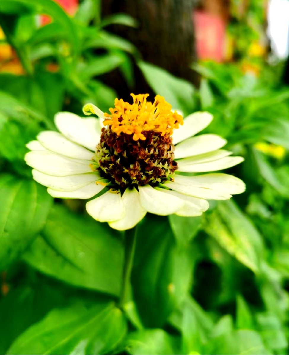 白色节节高花