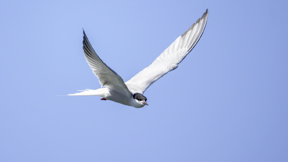 空中觅食的燕鸥