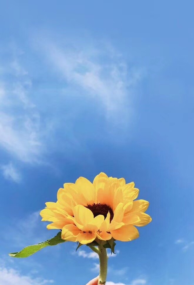 向日葵向天